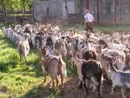 Phot: Vojo with goats